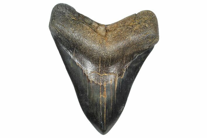 Fossil Megalodon Tooth - Georgia #338737